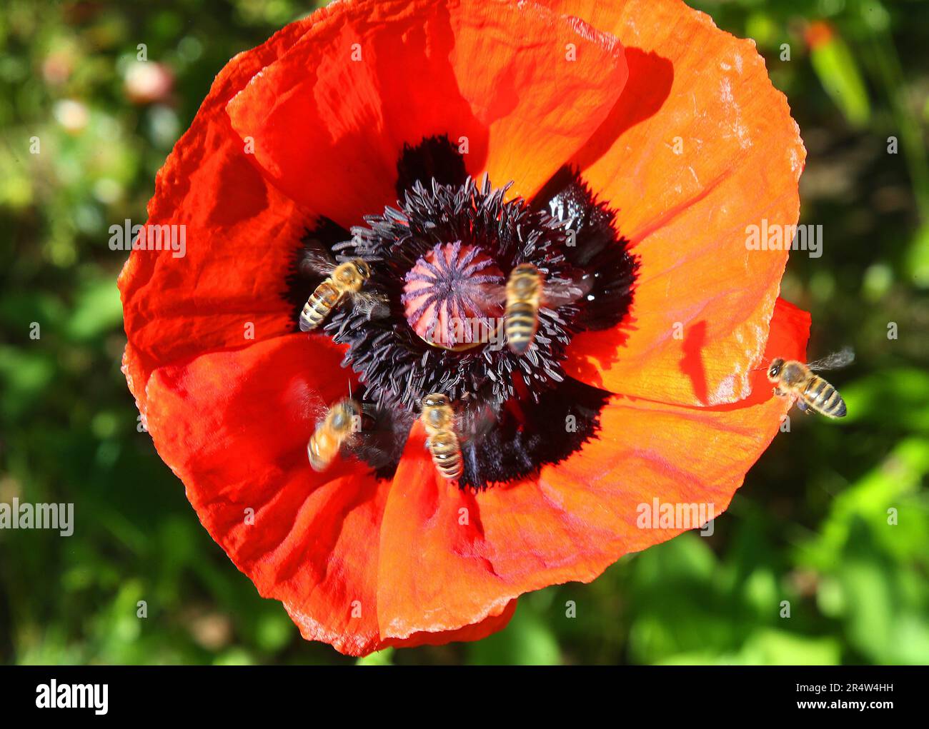 Rising bees hi-res stock photography and images - Alamy