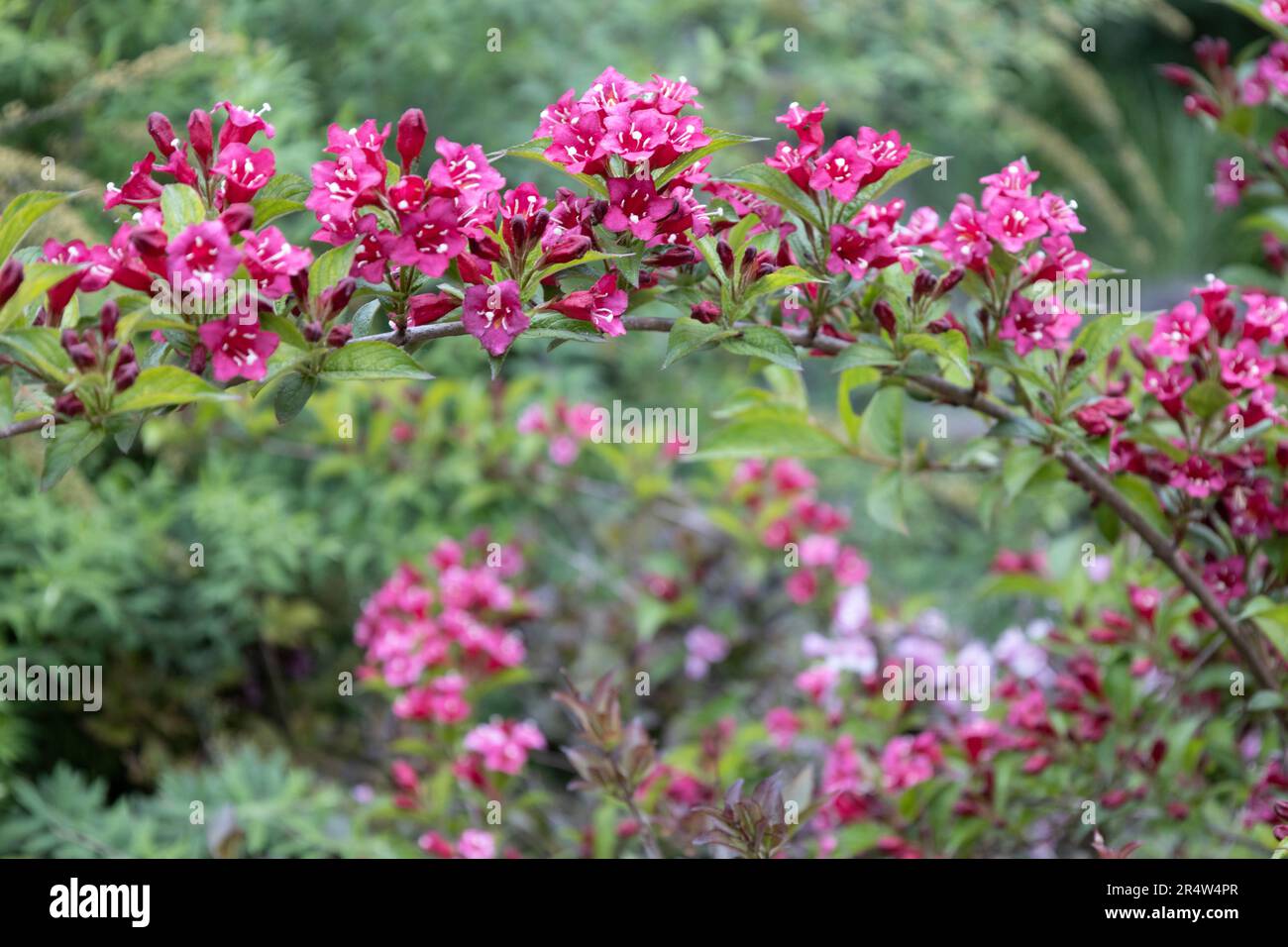 Weigela Bristol Ruby red flowers in the garden in Hungary. Beautiful flowers of  Weigela against background. Stock Photo