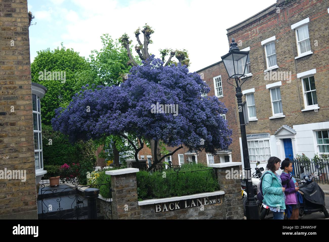 A residential scene, Hampstead London in May 2023 featuring a  Ceanothus tree in the form of a canopy and an old fashioned lampost with period houses Stock Photo
