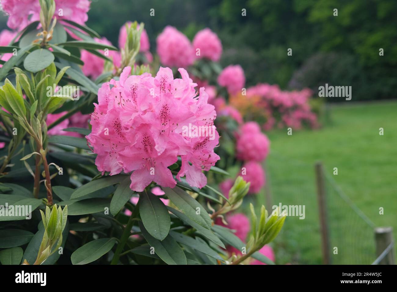 A study in pink with a close up of a rhododendron bloom in Kenwood, Hampstead Heath, North London in the early summer of 2023 Stock Photo