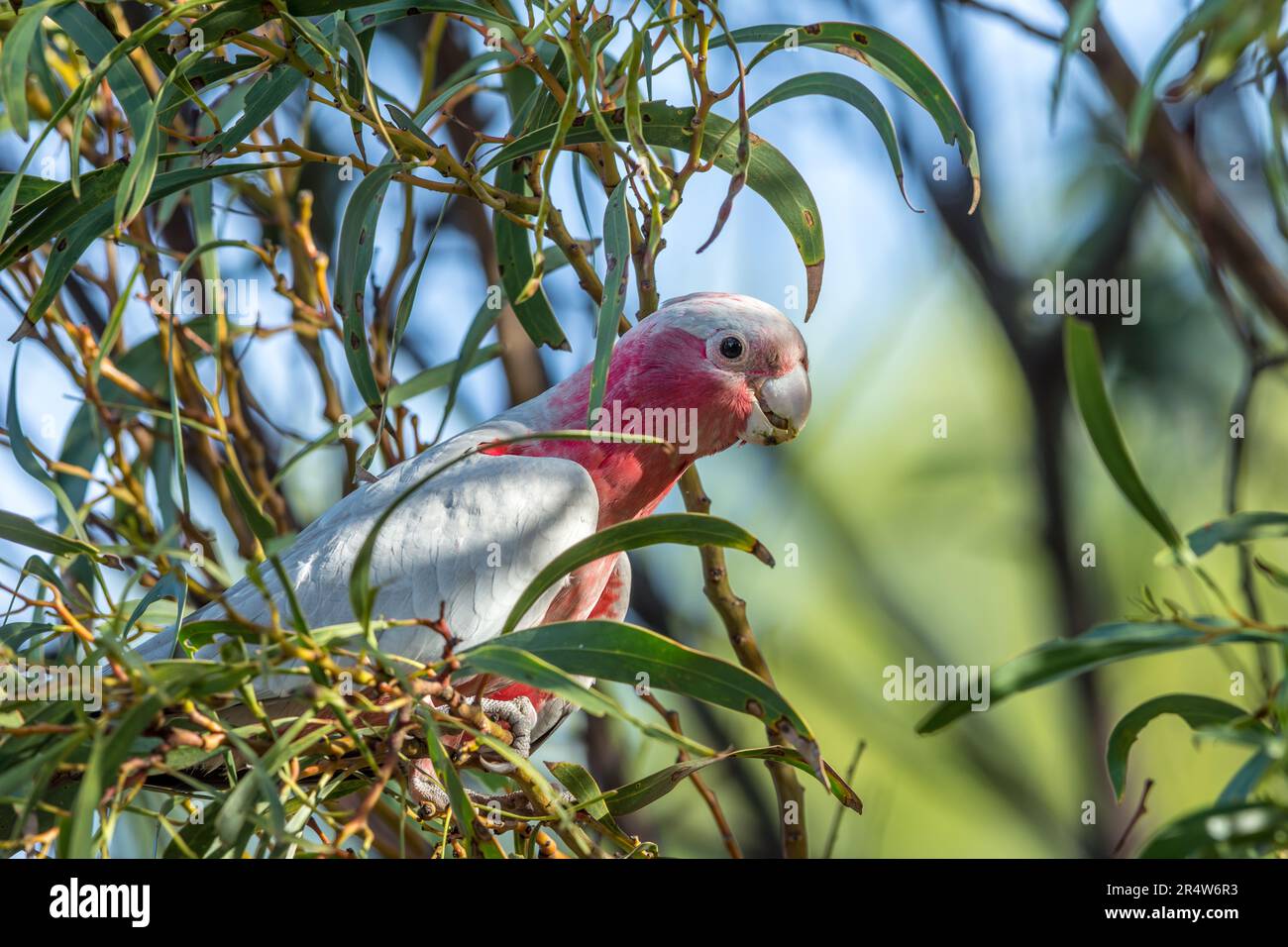 Galah (RoseBreasted) Cockatoo in a gum tree Stock Photo Alamy