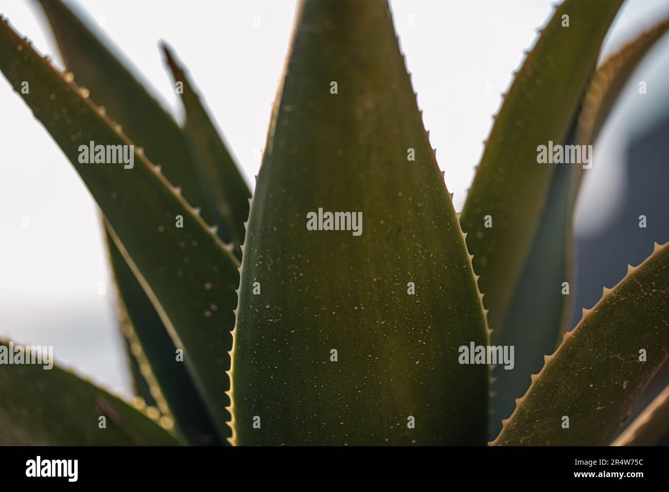 green and thorny Aloe vera plant Stock Photo