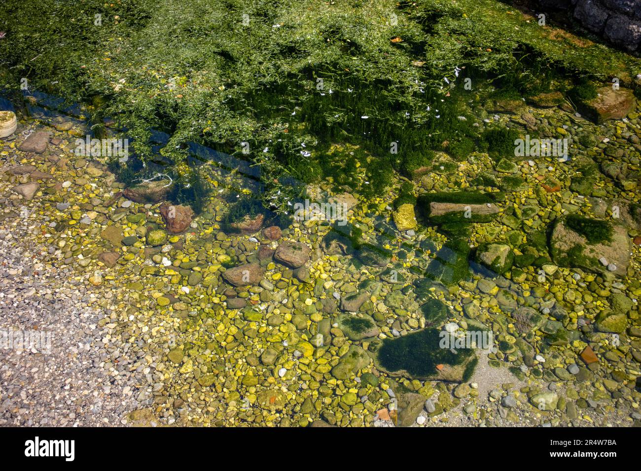 Seaweed pond water Stock Photo