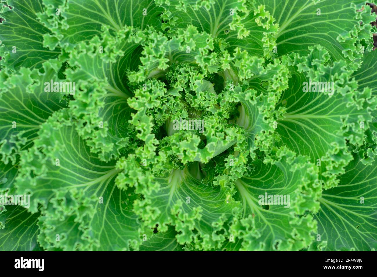 Closeup of a vibrant green organic kale growing in an urban garden. The ripe superfood vegetable has long thick curly leaves growing from a center Stock Photo