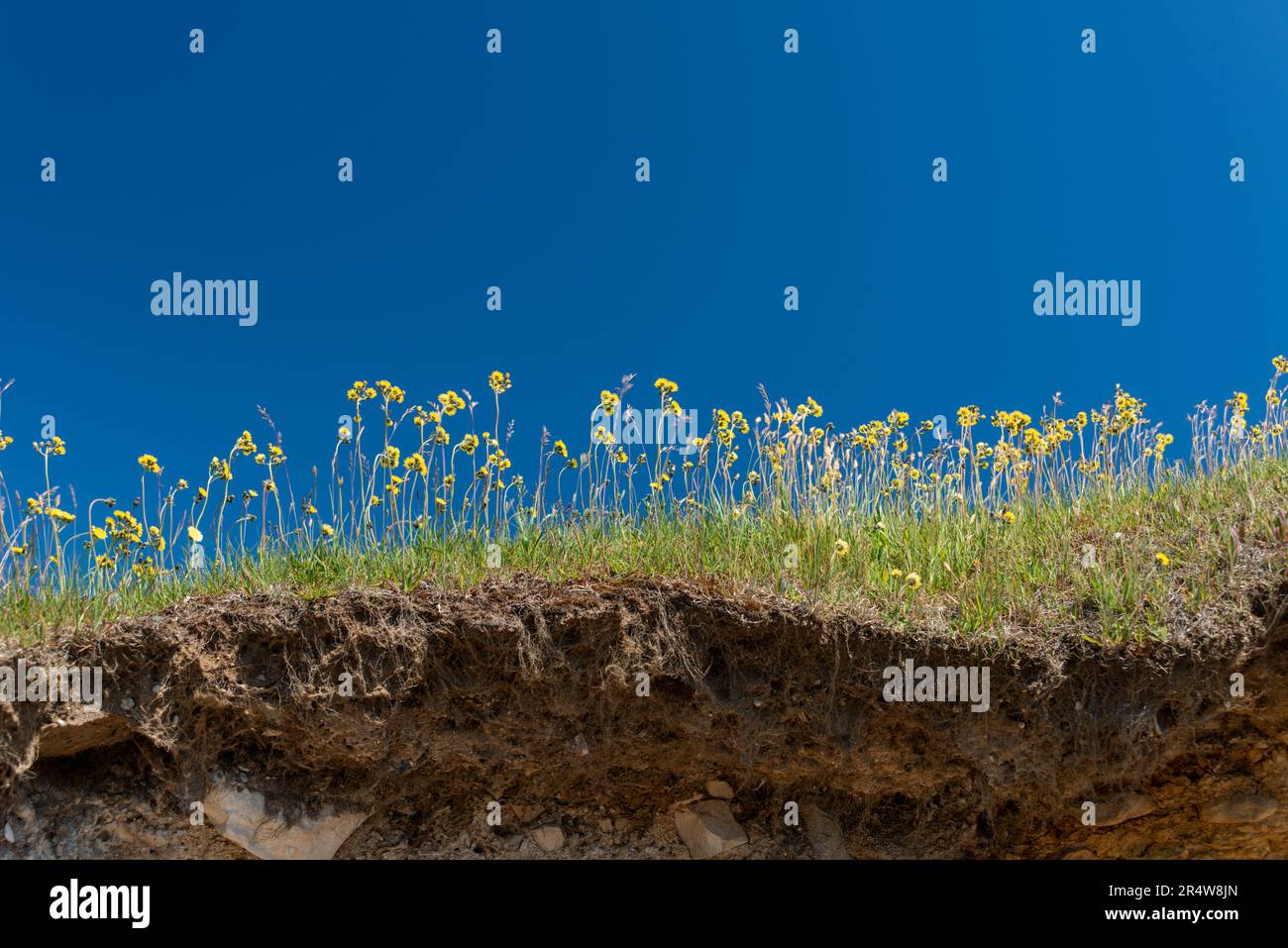The edge of a cliff with a top layer of yellow dandelion flowers, grass and rich red soil. The ground has eroded and is undermined below the sod. Stock Photo