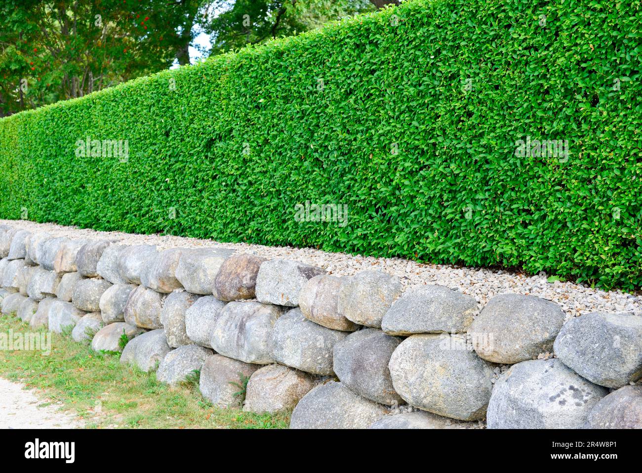 A vibrant green tall tree wall fence with stone or rock planter base, bush or shrub hedge trimming. A Siamese rough bush trimmed in a box shape. Stock Photo