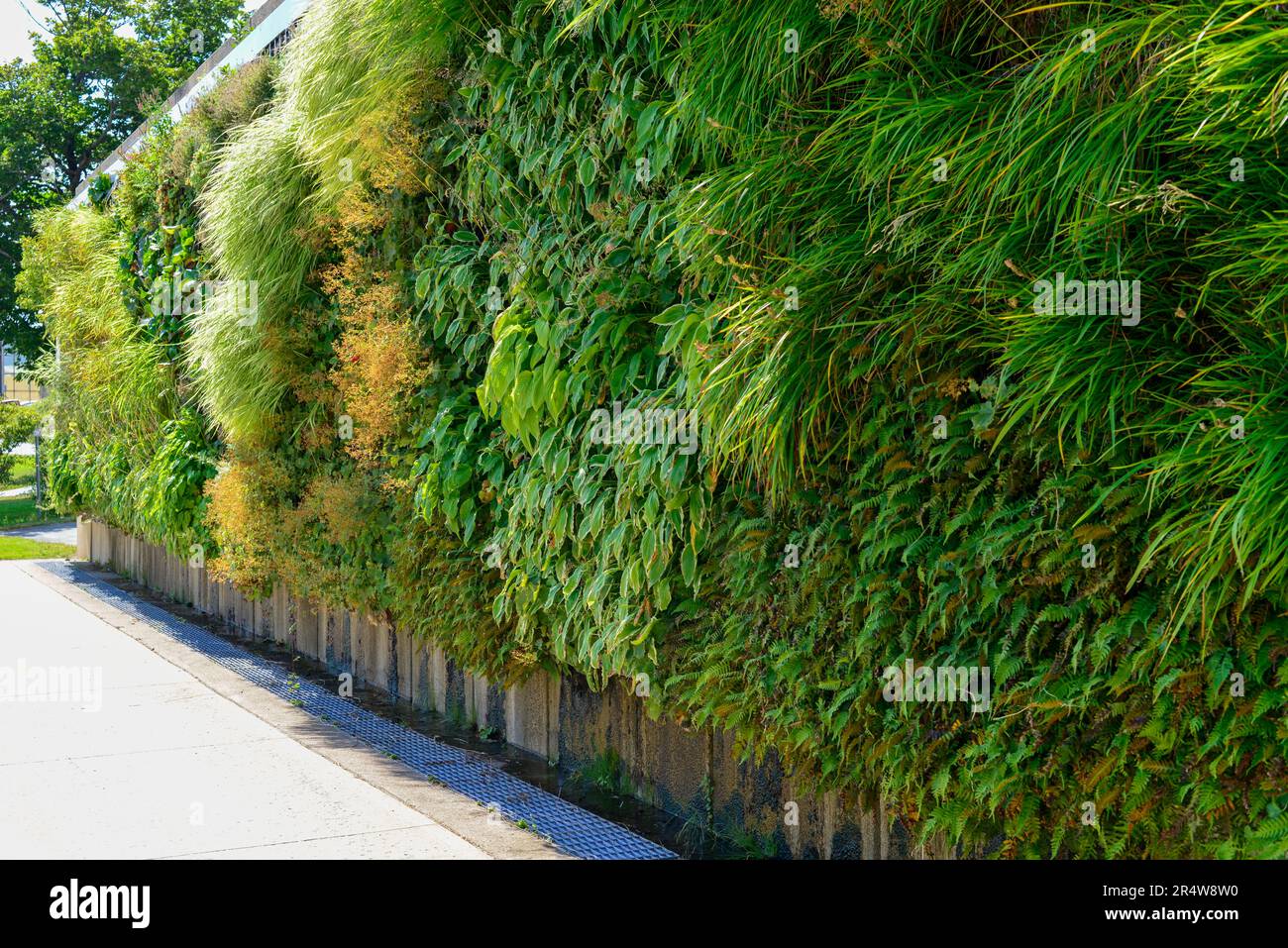 Variegated ivy climbing fence hi-res stock photography and images - Alamy