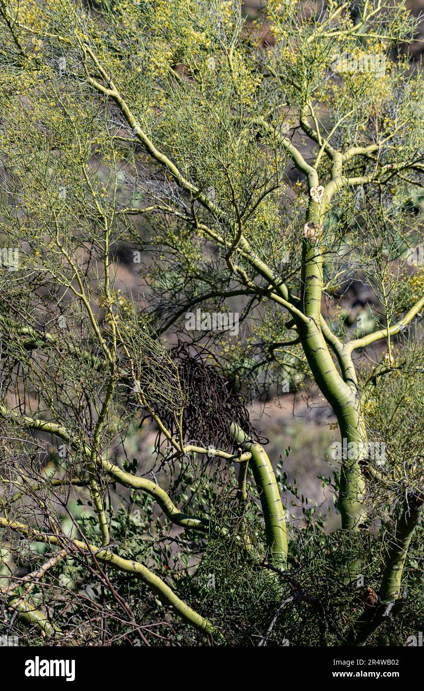 A Yellow Palo Verde tree is a common Sonoran Desert plant shown here in