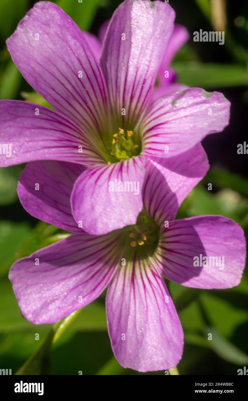 Creeping Oxalis Flower, Oxalis articulata Stock Photo