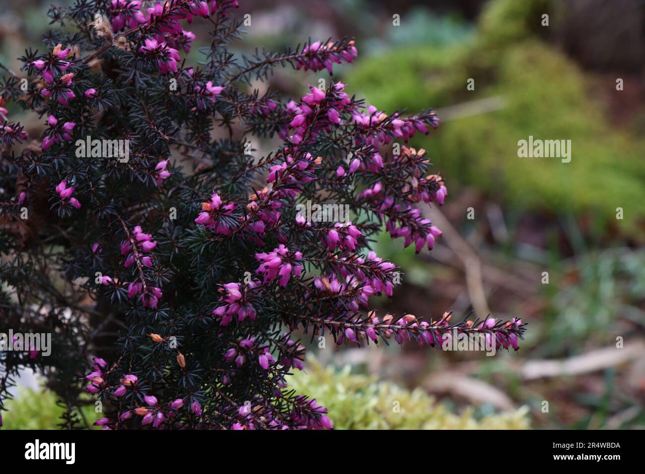 Pink Erica carnea or darlayensis sorts. Erica carnea Springwood Stock Photo