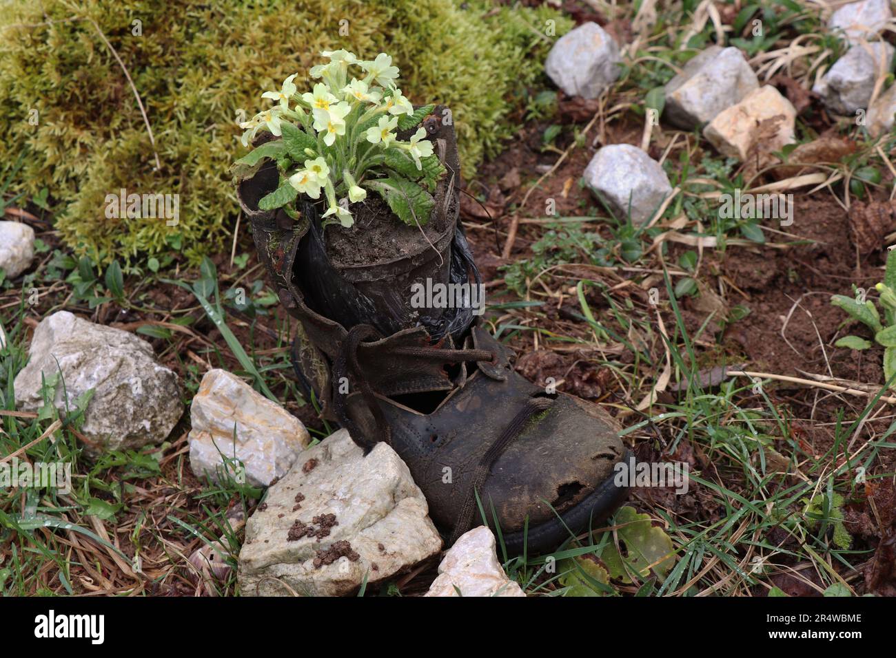 Yellow Primulas. Plantae. Primula vulgaris. Primula acaulis Stock Photo