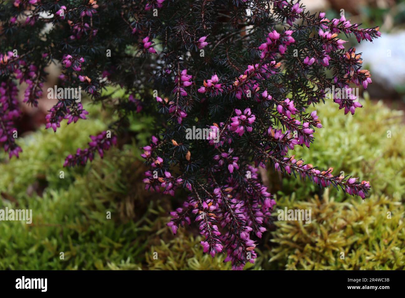 Pink Erica carnea or darlayensis sorts. Erica carnea Springwood Stock Photo