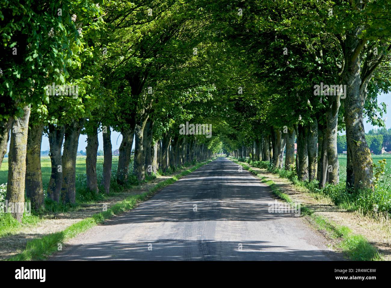 Tree-lined road in the community of Sunk Island, Holderness, East Yorkshire, England UK Stock Photo