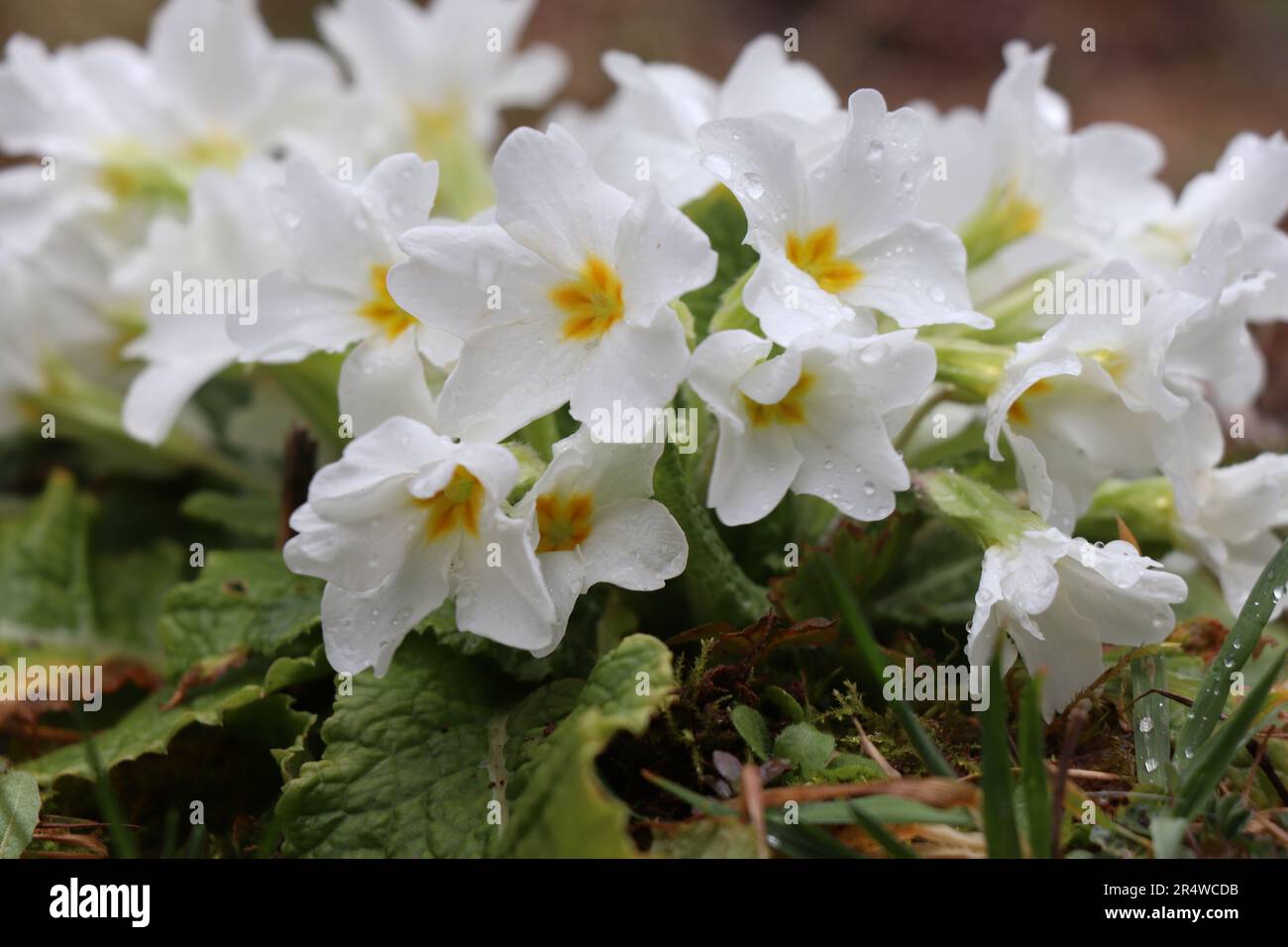 White Primulas. Plantae. Primula vulgaris. Primula acaulis Stock Photo