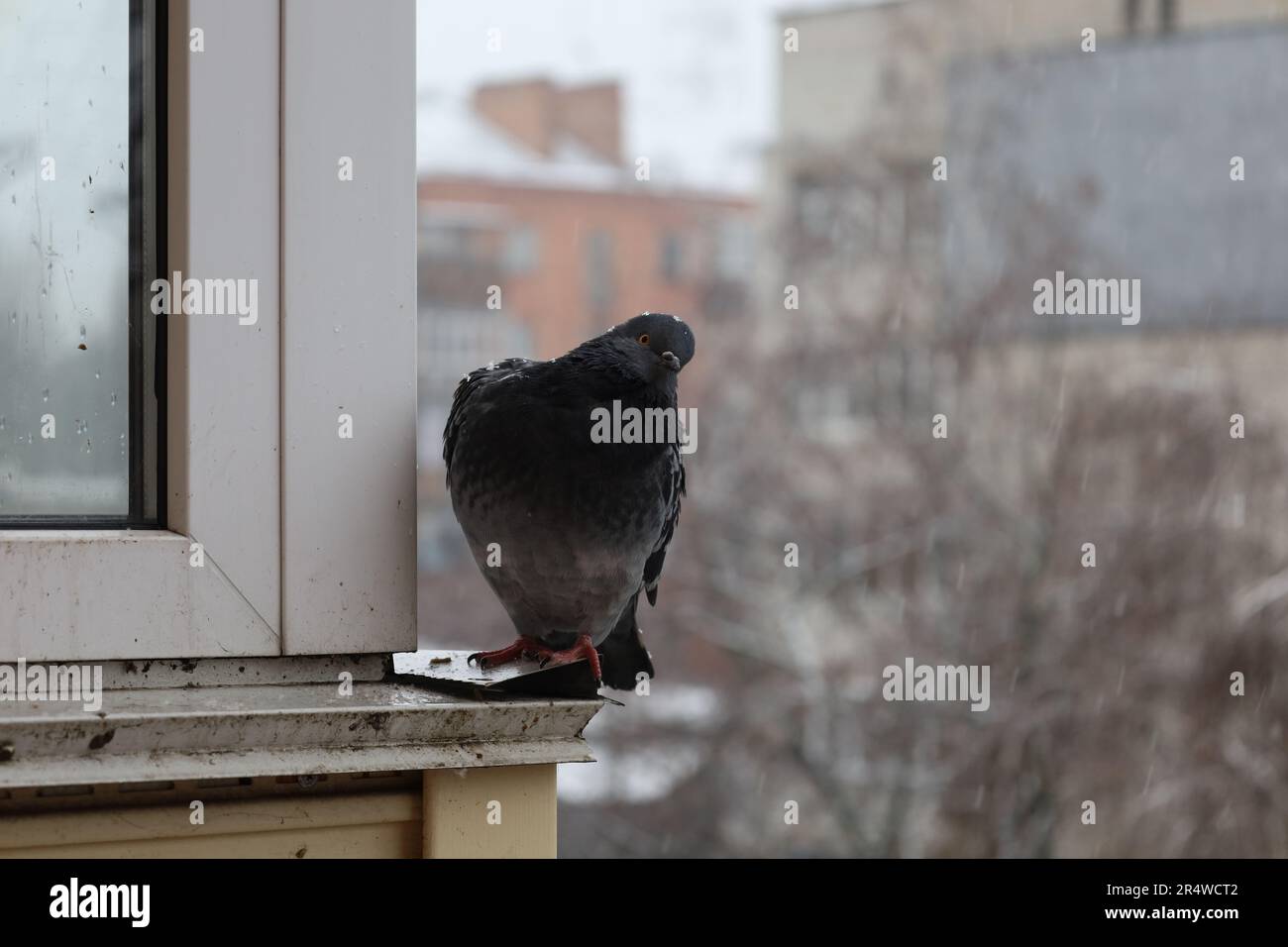 Pigeon closeup portrait, bird on the window, sunny day, pigeon ...