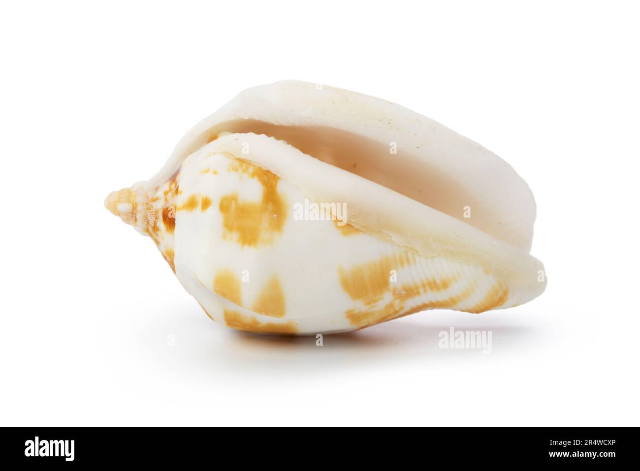 Seashell isolated on white background Stock Photo - Alamy