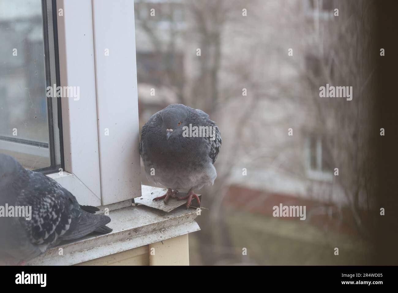 Pigeon closeup portrait, bird on the window, sunny day, pigeon ...