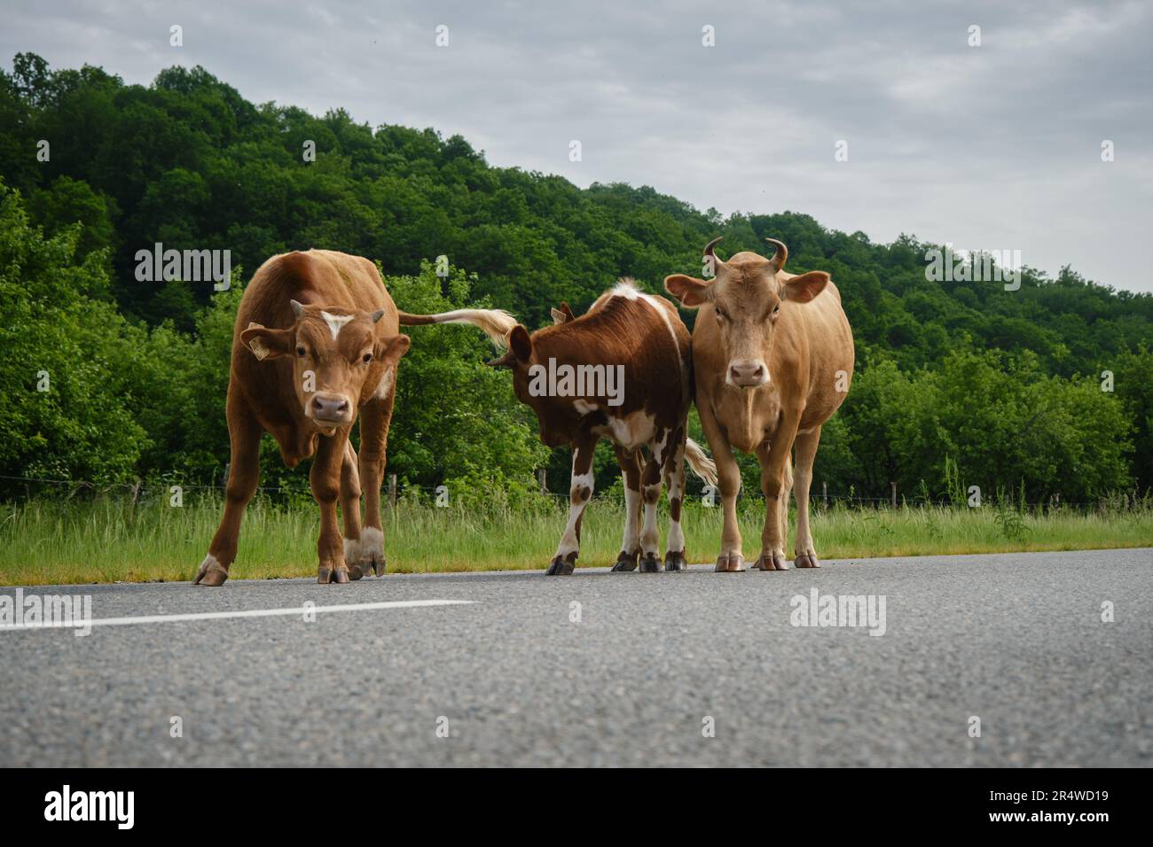 Herd on the road in Russian village in mountains. Agriculture industry concept. Three Brown and red cows stay on road in summer. Front Wide angle view Stock Photo