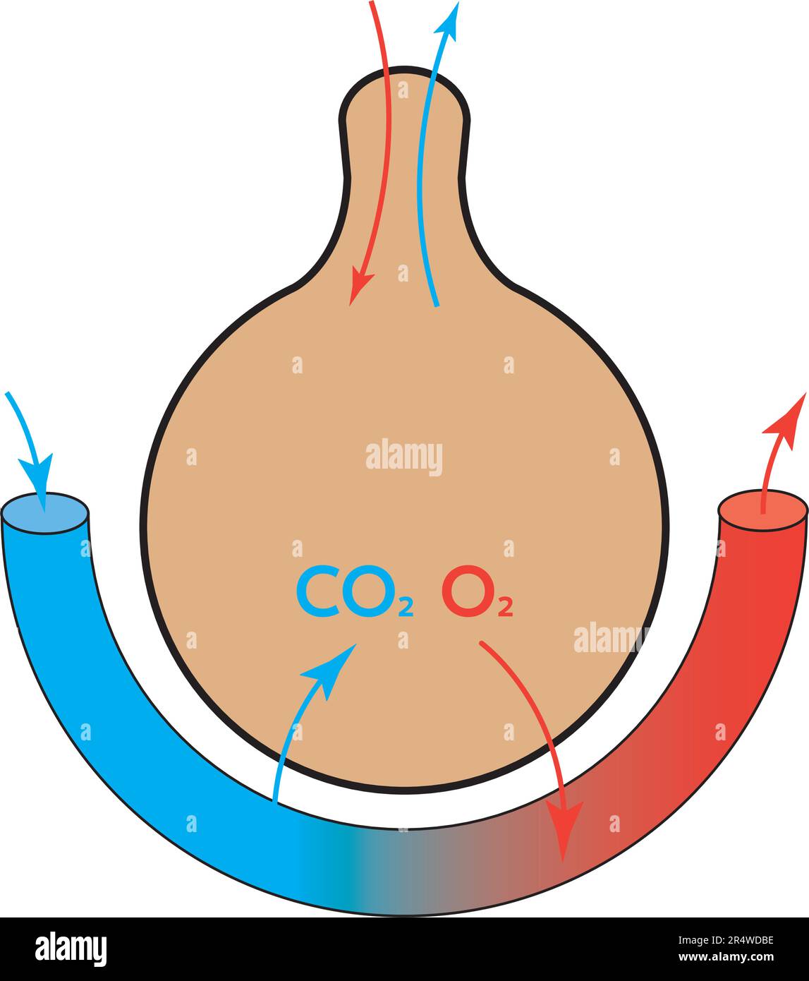 Pulmonary alveolus are tiny air sacs that function as basic respiratory units. Stock Vector