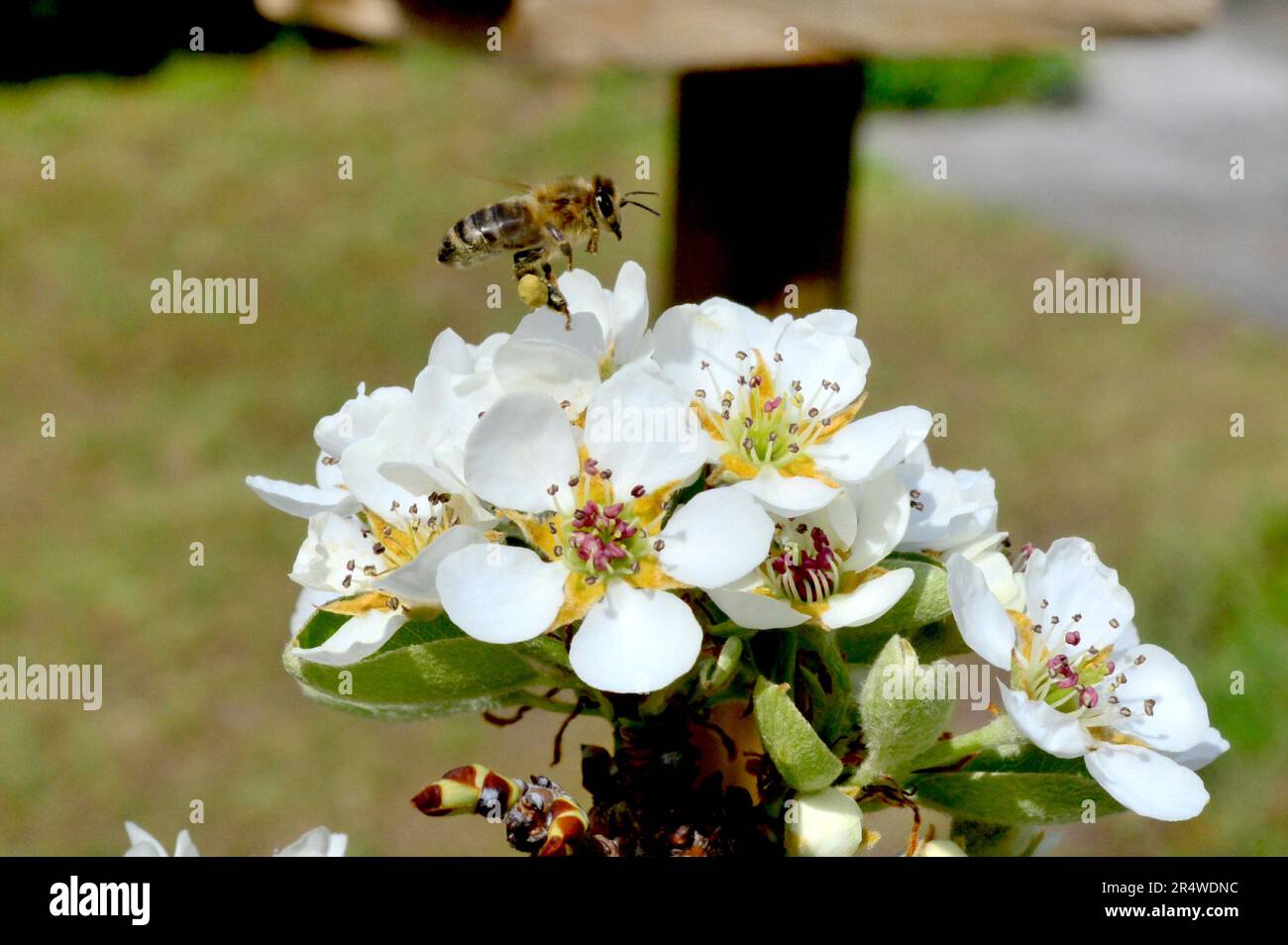Bienen bestäuben einen Birnbaum Stock Photo