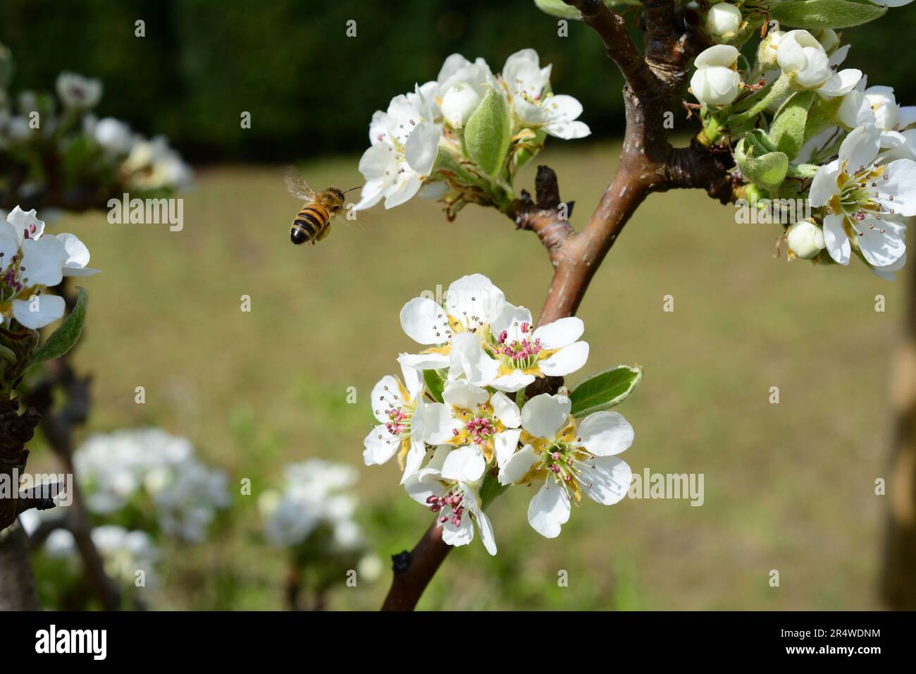 Bienen bestäuben einen Birnbaum Stock Photo