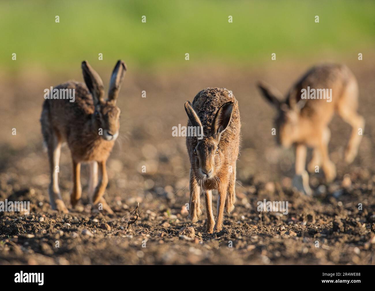 Three Wild Brown Hares ( Lepus europaeus) chasing each other in a courtship battle across the farmers newly drilled sugar beet . Suffolk, UK Stock Photo