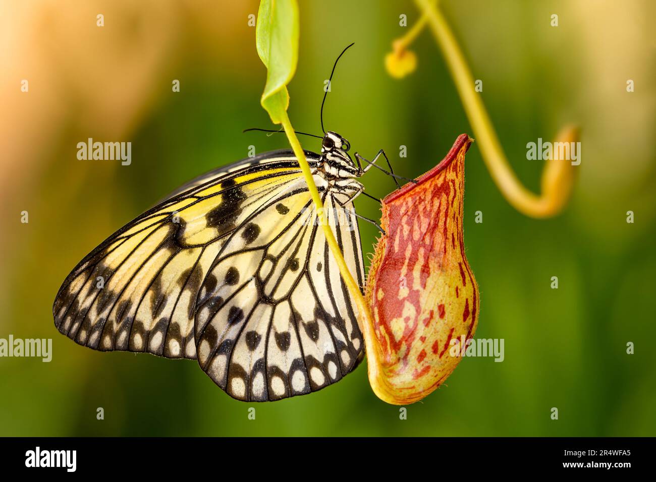 Mangrove Tree Nymph - Idea leuconoe, beautiful black and white buttefly from Southeast Asia. Stock Photo