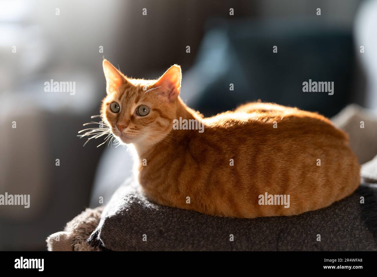 brown tabby cat with green eyes lying on a sofa under the light of the ...