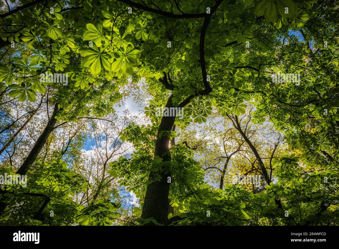 Forest canopy with green foliage of horse chestnut - Aesculus hippocastanum, deciduous trees in family Sapindaceae. Stock Photo