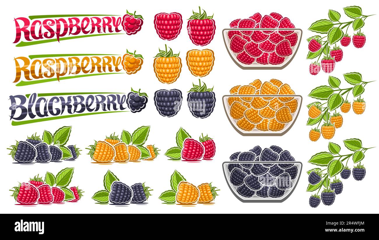 Vector Raspberry Set, lot collection of cut out illustrations berry still life composition raw blackberry with green leaves, sweet raspberries in glas Stock Vector
