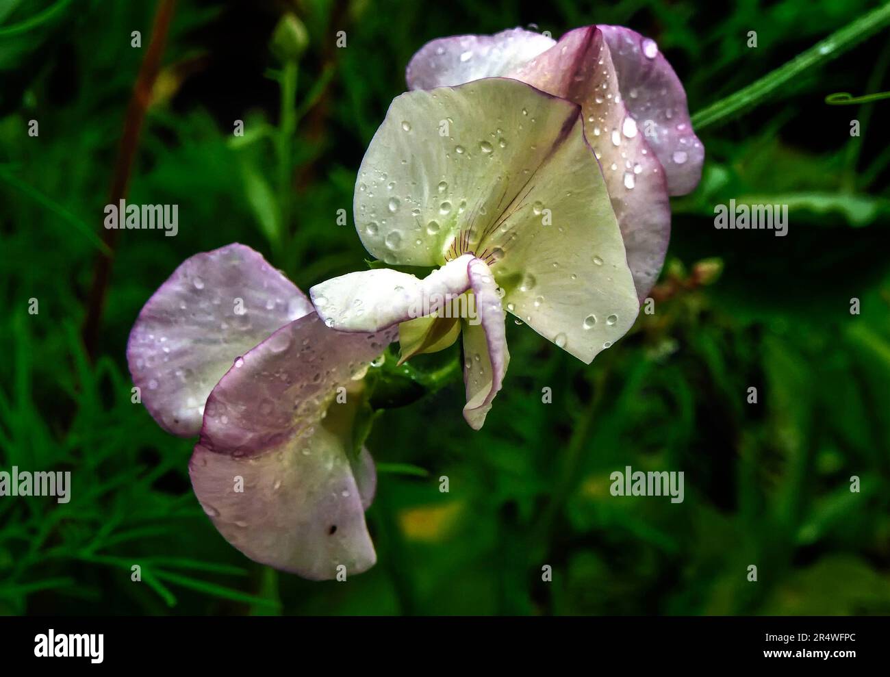 Wildflowers in bloom in the spring garden Stock Photo - Alamy