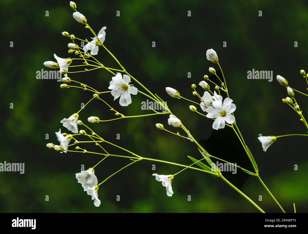Wildflowers in bloom in the spring garden Stock Photo - Alamy