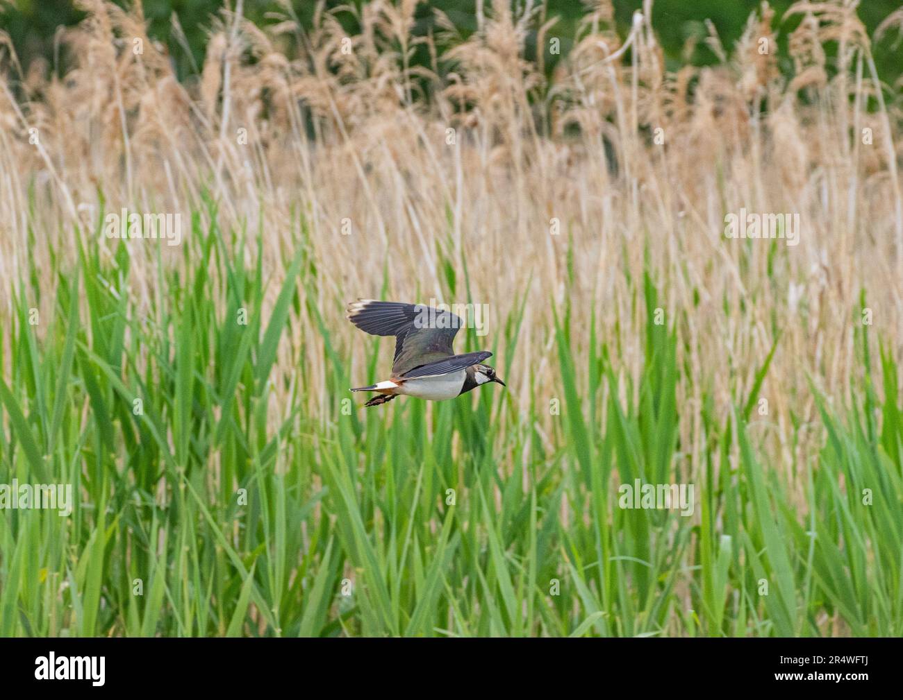 A shot of a Lapwing/Peewit (Vanellus vanellus) , a declining Red list species .  In flight over a reed bed in the Fens  . Suffolk, UK Stock Photo