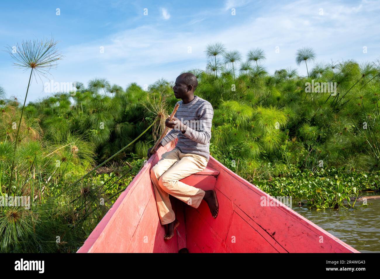 A local man sitting on the bow of a pink boat, sailing through Papyrus reed (Cyperus papyrus) field by Lake Victoria . Kenya, Africa. Stock Photo