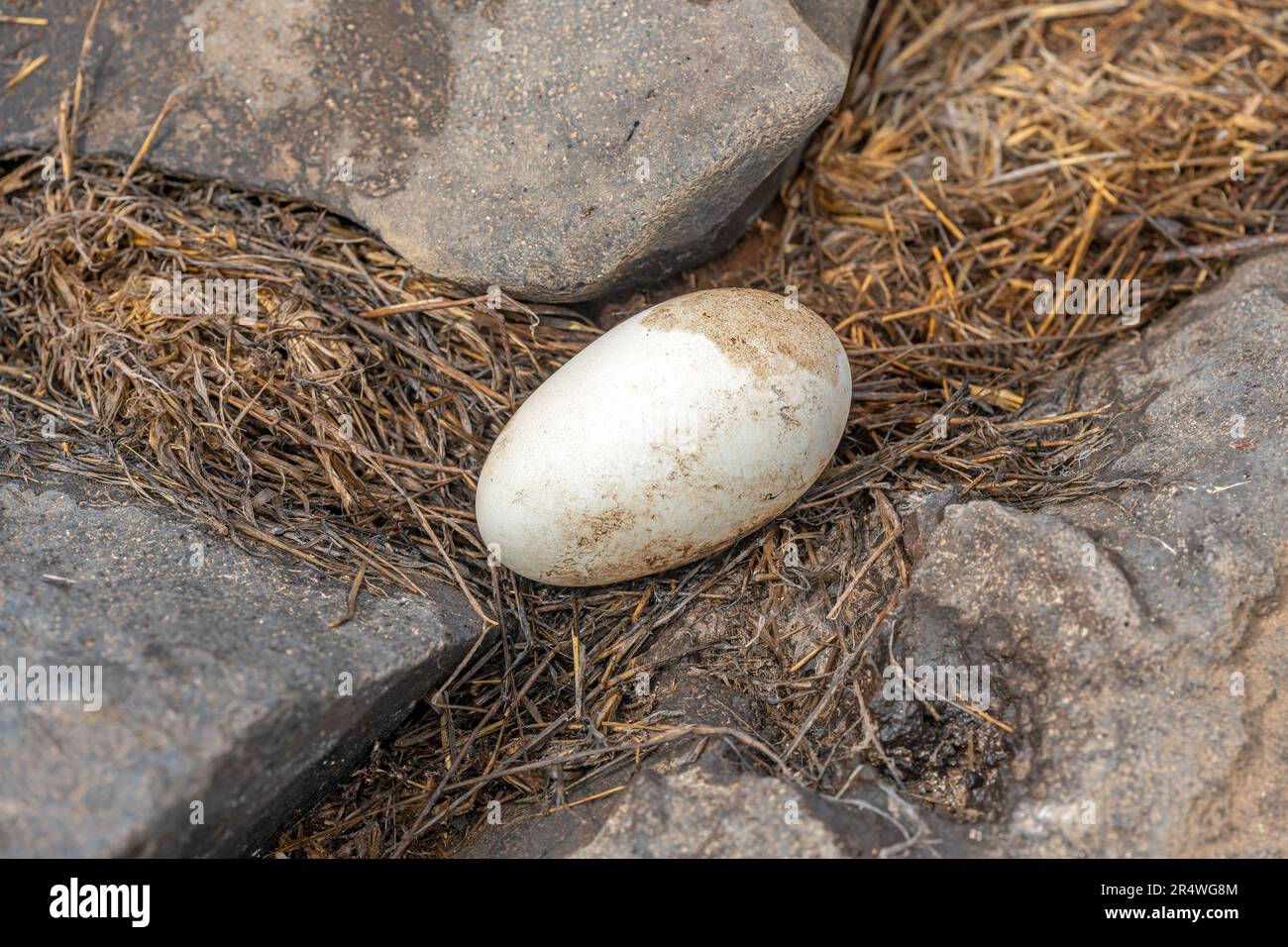 Galapagos waved albatross egg (Phoebastria irrorata), Espanola Island, Galapagos national park, Ecuador. Stock Photo