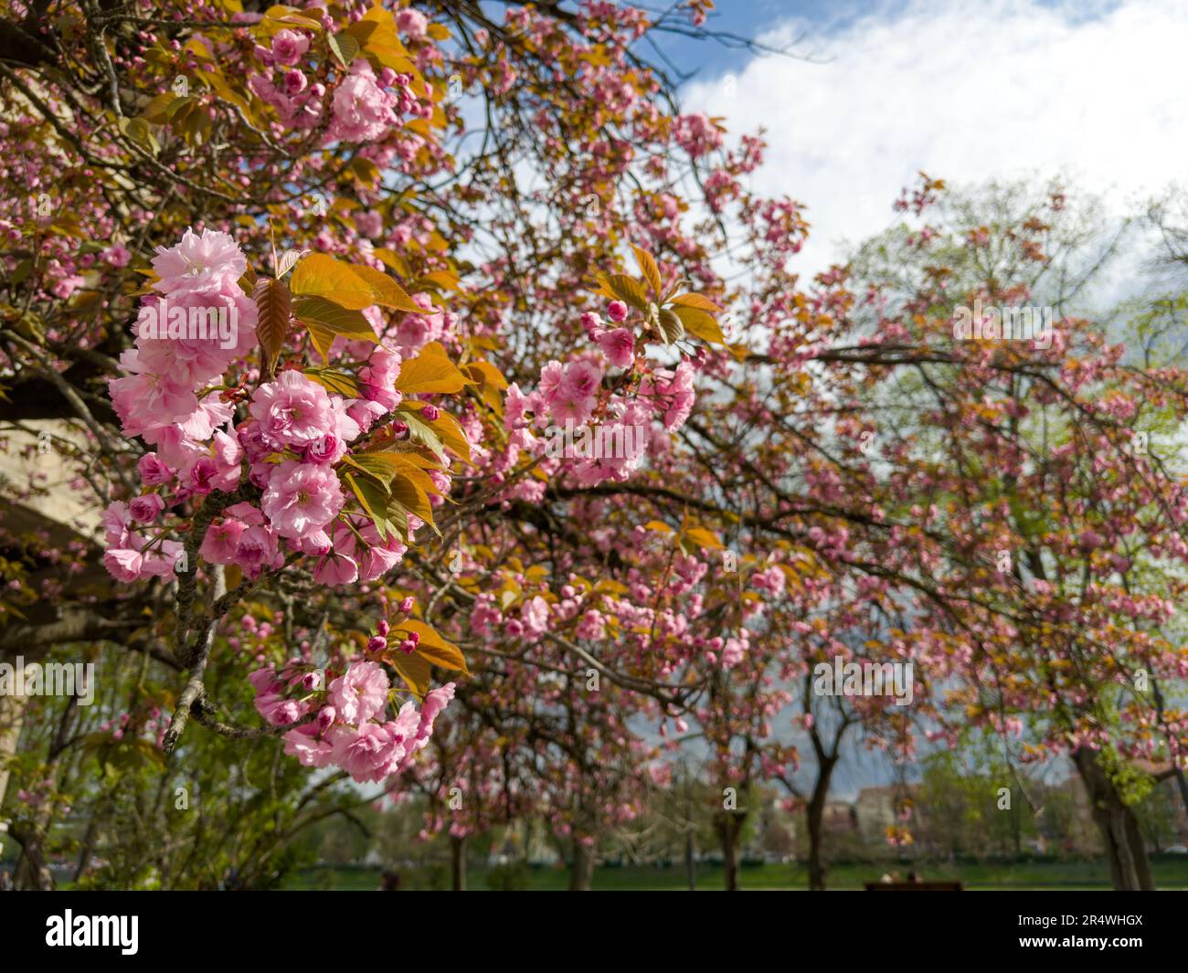 Cherry blossom fullbloom in spring season on nature background close-up ...