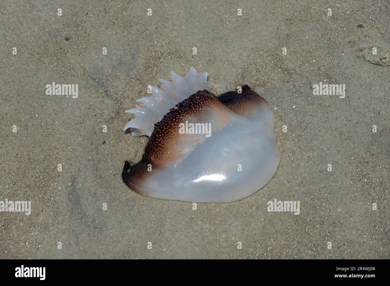 Jellyfish fishing hi-res stock photography and images - Alamy