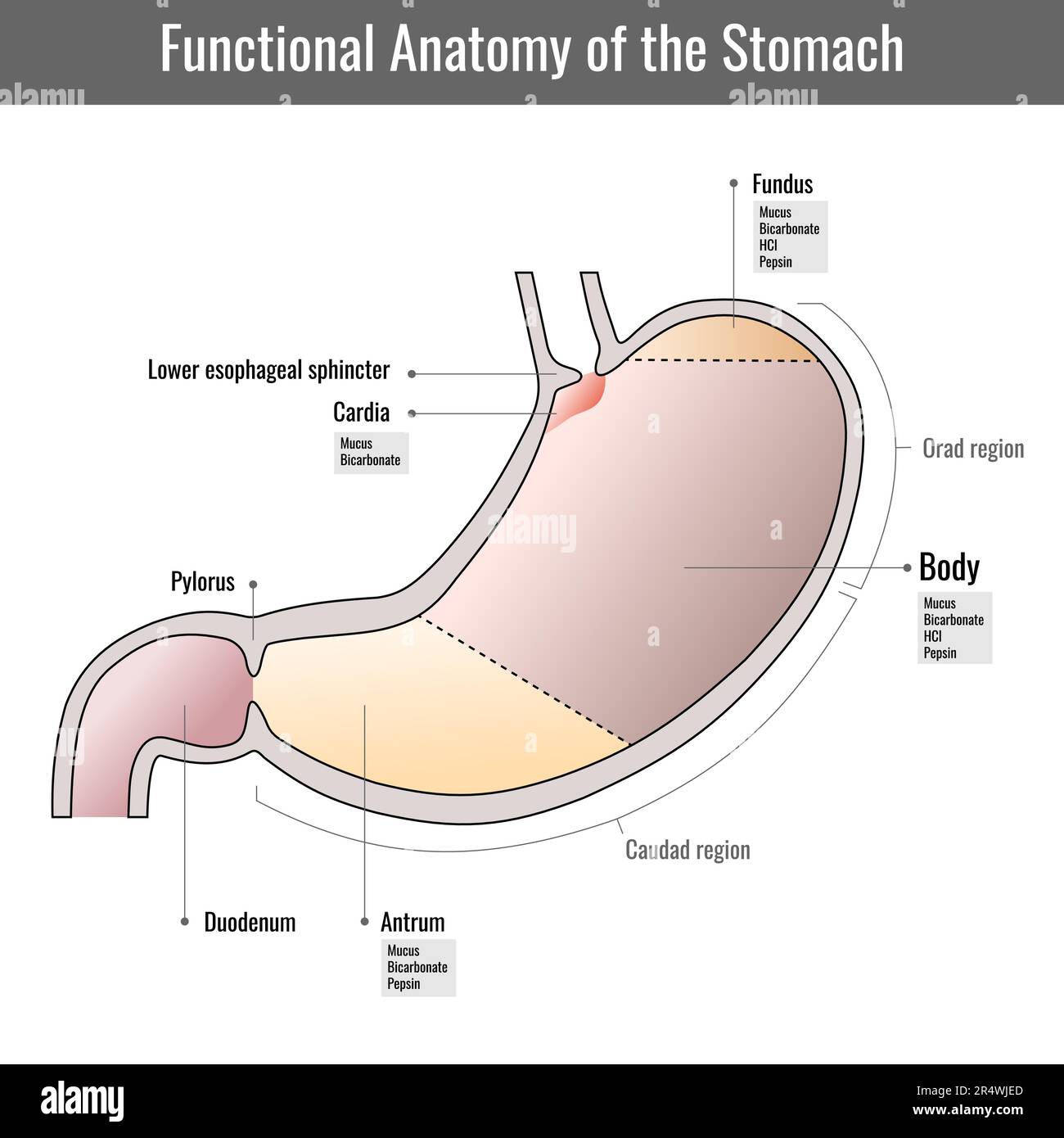 Stomach anatomy of the human internal digestive organ. Stock Vector