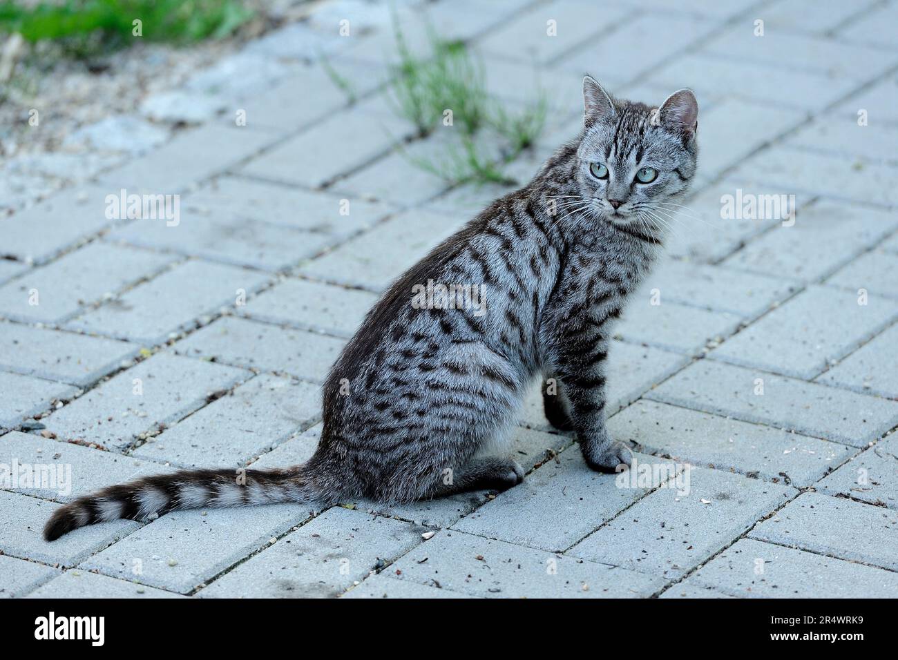 animals, cat, ear, emotion, empty, expression, eyes, young, domestic, domestic animal, domestic cat, domestic cats, natur, wildlife, Stock Photo