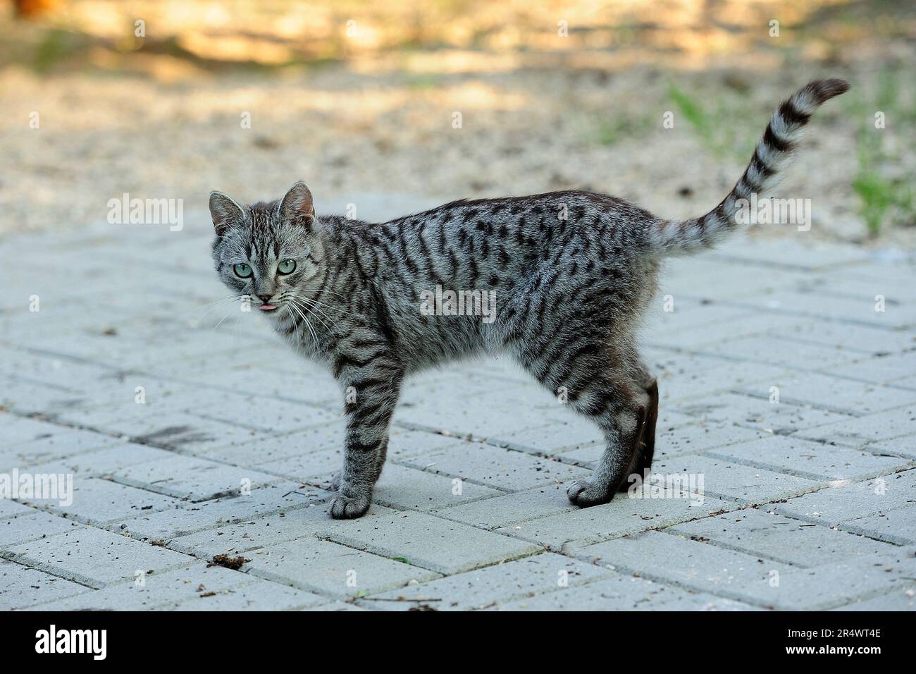 animals, cat, ear, emotion, empty, expression, eyes, young, domestic, domestic animal, domestic cat, domestic cats, natur, wildlife, Stock Photo