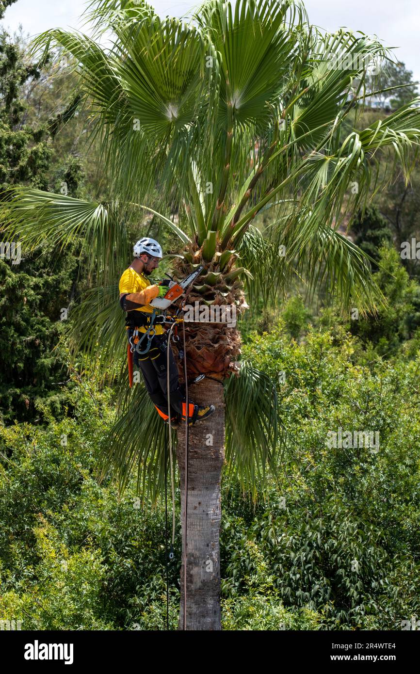 Tree surgeon trimming a palm tree in Paphos Cyprus Stock Photo