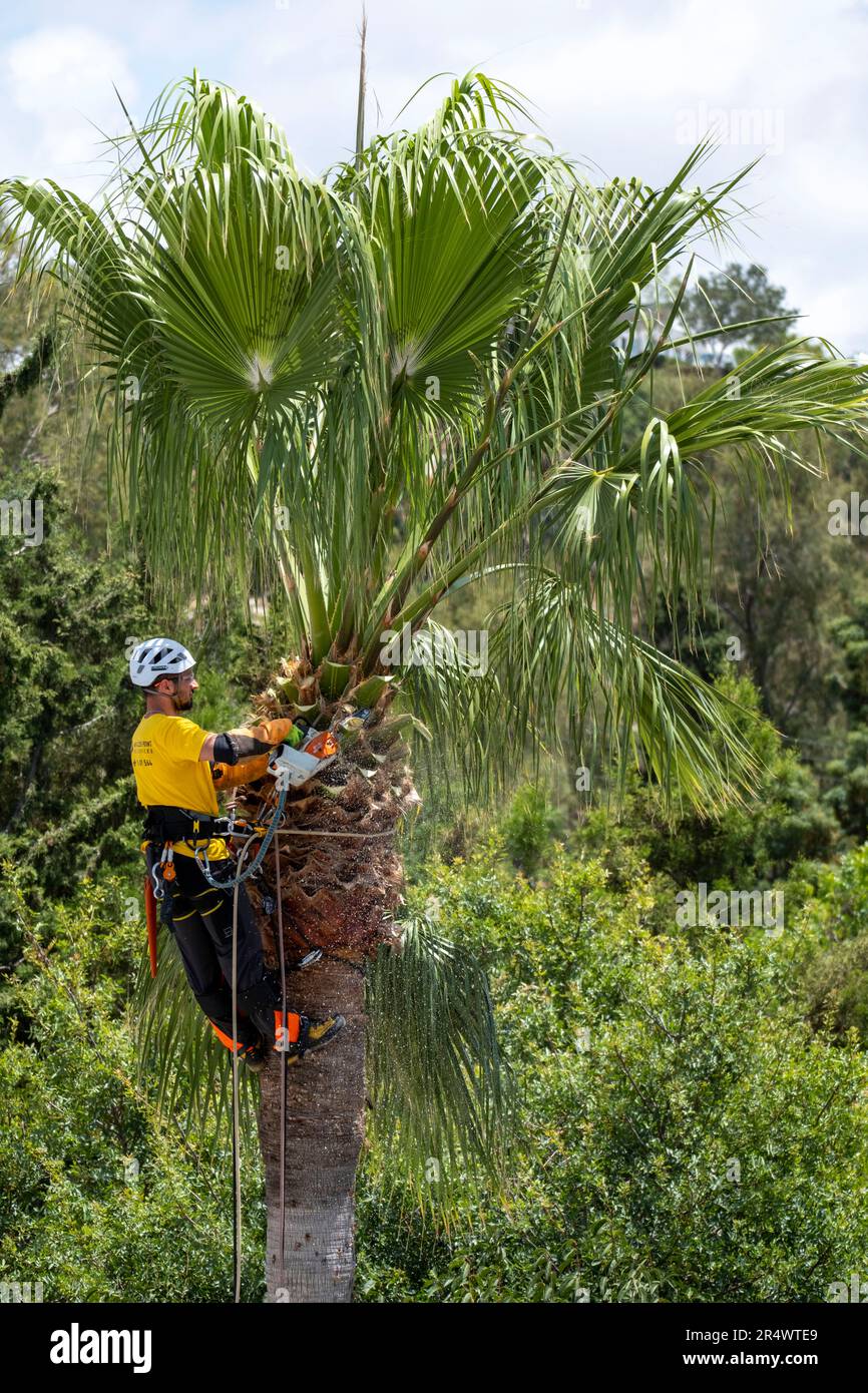 Tree surgeon trimming a palm tree in Paphos Cyprus Stock Photo Alamy