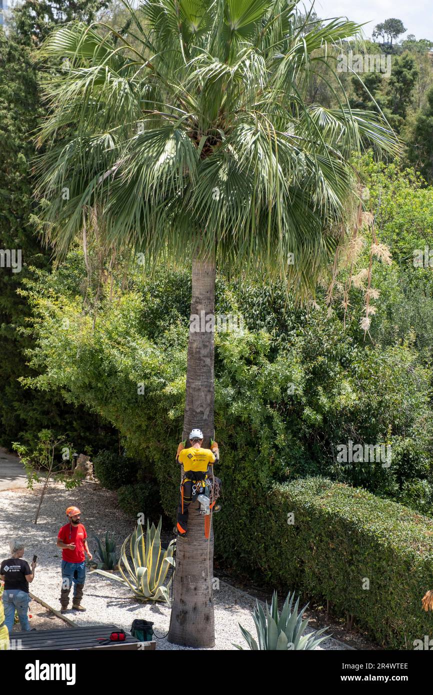 Tree surgeon trimming a palm tree in Paphos Cyprus Stock Photo