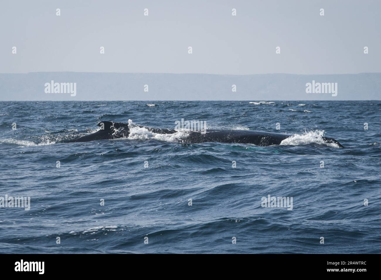 Nicolas Remene / Le Pictorium -  El Nino phenomenon on the north coast of Peru  -  21/10/2018  -  Peru / Piura / ? Mancora / Talara ?  -  Whales at Los Organos in the Talara region, on Peru's northwest coast, October 21, 2018. Whales and other cetaceans are vulnerable species because they are sensitive to threats linked to human activities and certain natural phenomena such as El Nino.                 Los Organos is one of the fishing villages affected by the El Nino phenomenon.                           ---------------------------------------- El Nino phenomenon on the north coast of Peru Nor Stock Photo