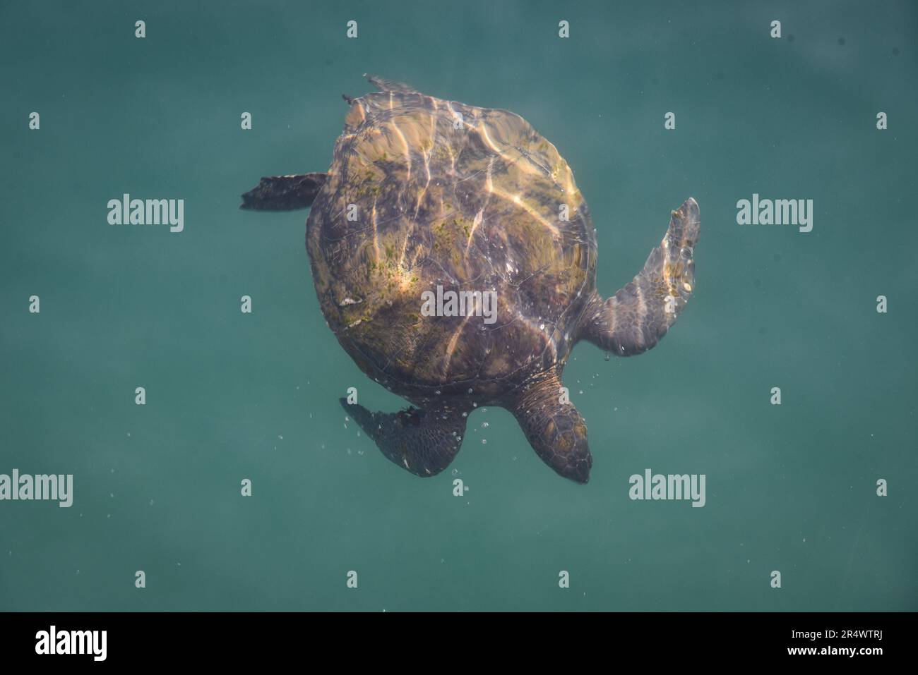 Human terrain system hi-res stock photography and images - Alamy