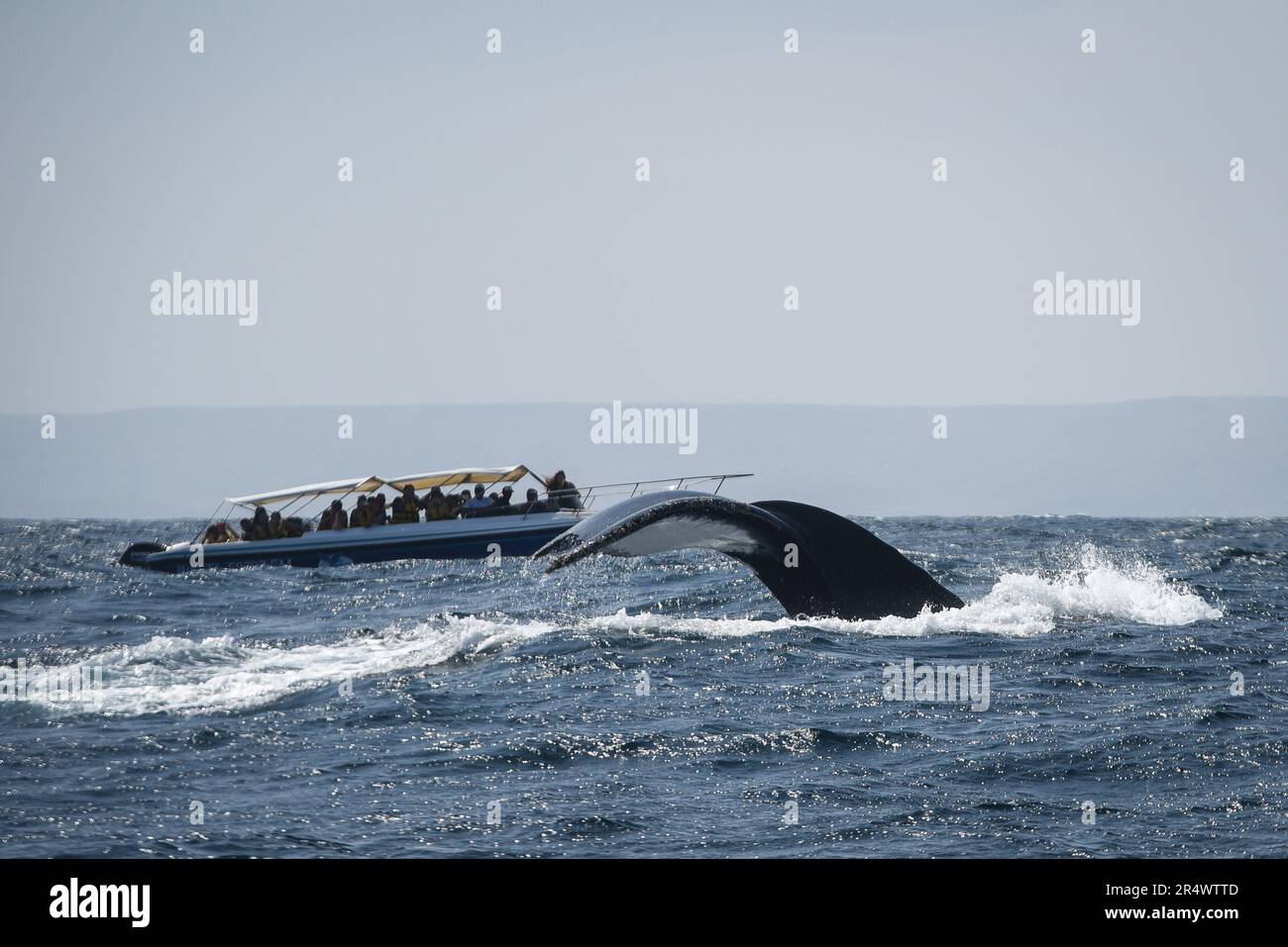 Nicolas Remene / Le Pictorium -  El Nino phenomenon on the north coast of Peru  -  21/10/2018  -  Peru / Piura / ? Mancora / Talara ?  -  Whales at Los Organos in the Talara region, on Peru's northwest coast, October 21, 2018. Whales and other cetaceans are vulnerable species because they are sensitive to threats linked to human activities and certain natural phenomena such as El Nino.                 Los Organos is one of the fishing villages affected by the El Nino phenomenon.                           ---------------------------------------- El Nino phenomenon on the north coast of Peru Nor Stock Photo