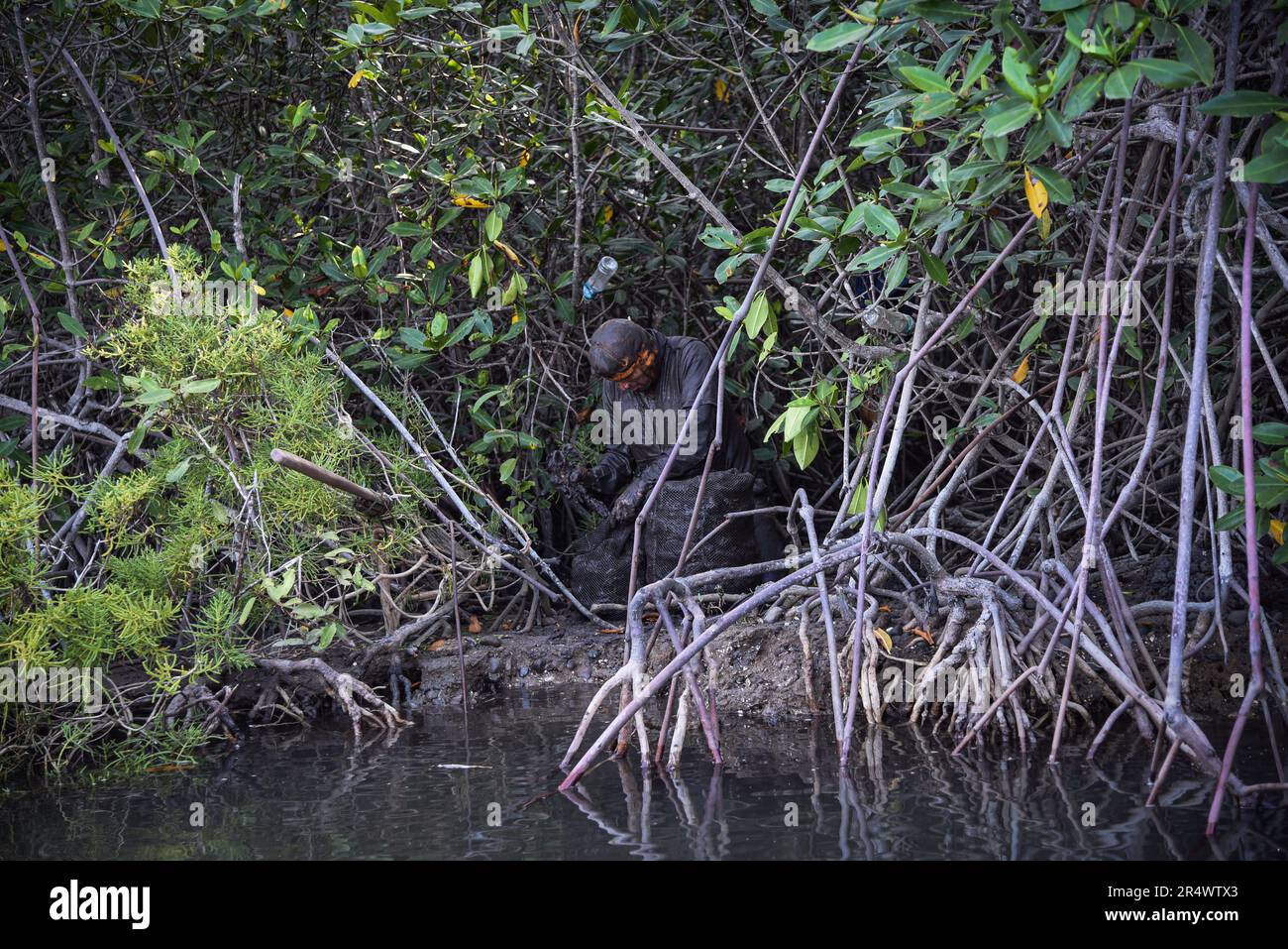 Nicolas Remene / Le Pictorium -  Tumbes National Mangrove Sanctuary -  24/10/2018  -  Peru / Tumbes / ? Zarumilla ?  -  Manglares de Tumbes, in the Tumbes region of Peru, on 24 October 2018. Located in the province of Zarumilla and bordering Ecuador it is a protected natural area that is home to the largest mangrove forest in Peru. Stock Photo