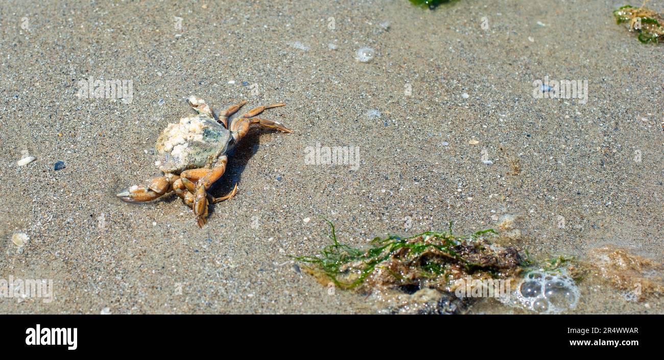 Crab on the beach at the North Sea, wadden sea animal in the Normandy, France Stock Photo