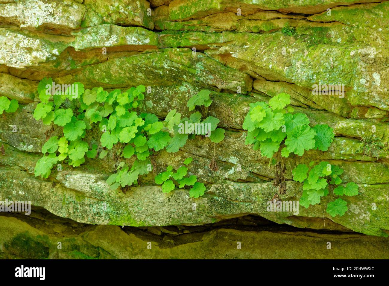Clusters of alumroot growing in the crevices and cracks of the natural rock wall in the shade in late spring closeup view Stock Photo