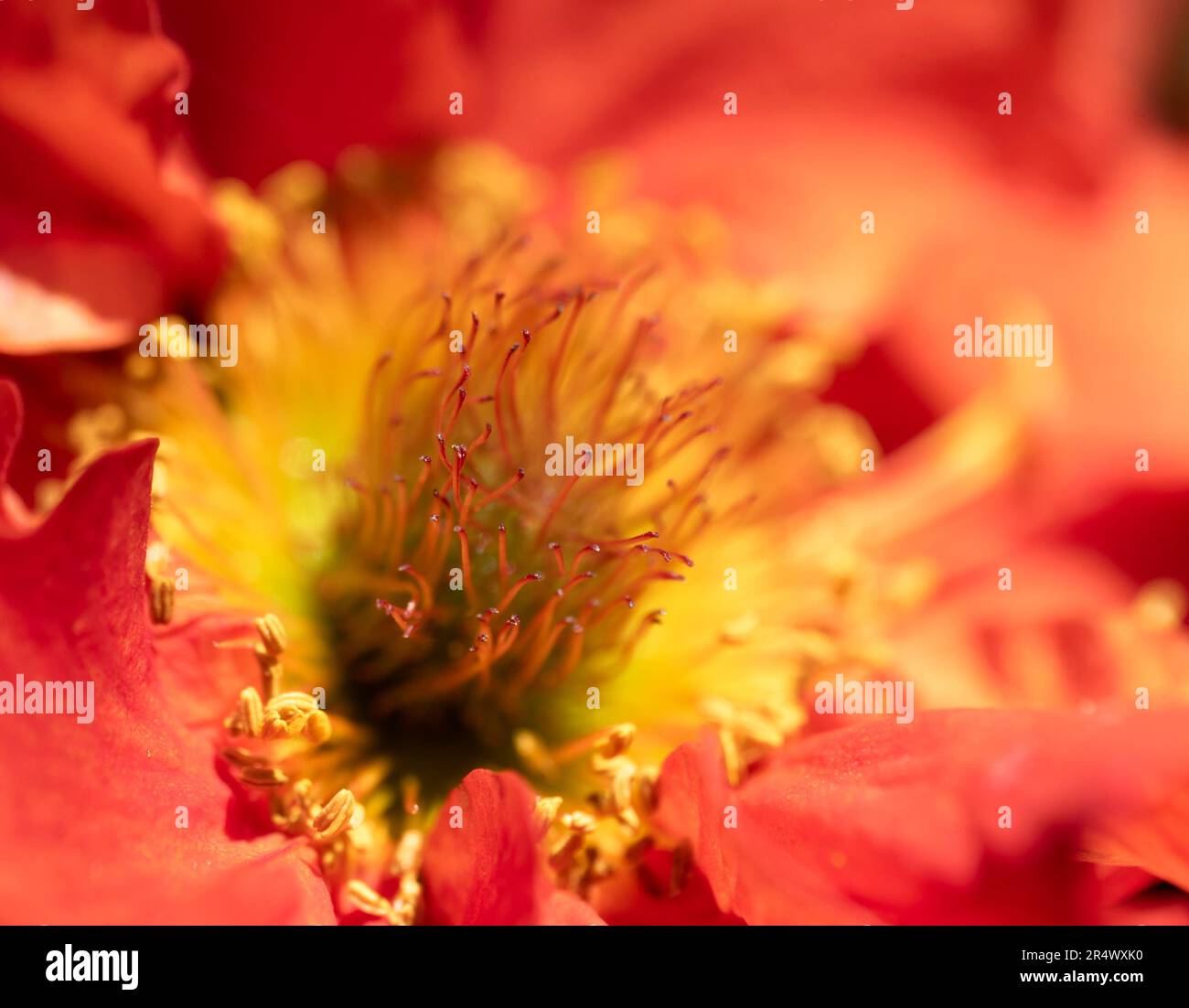 A cloe up of the centre of a red Geum flower Stock Photo